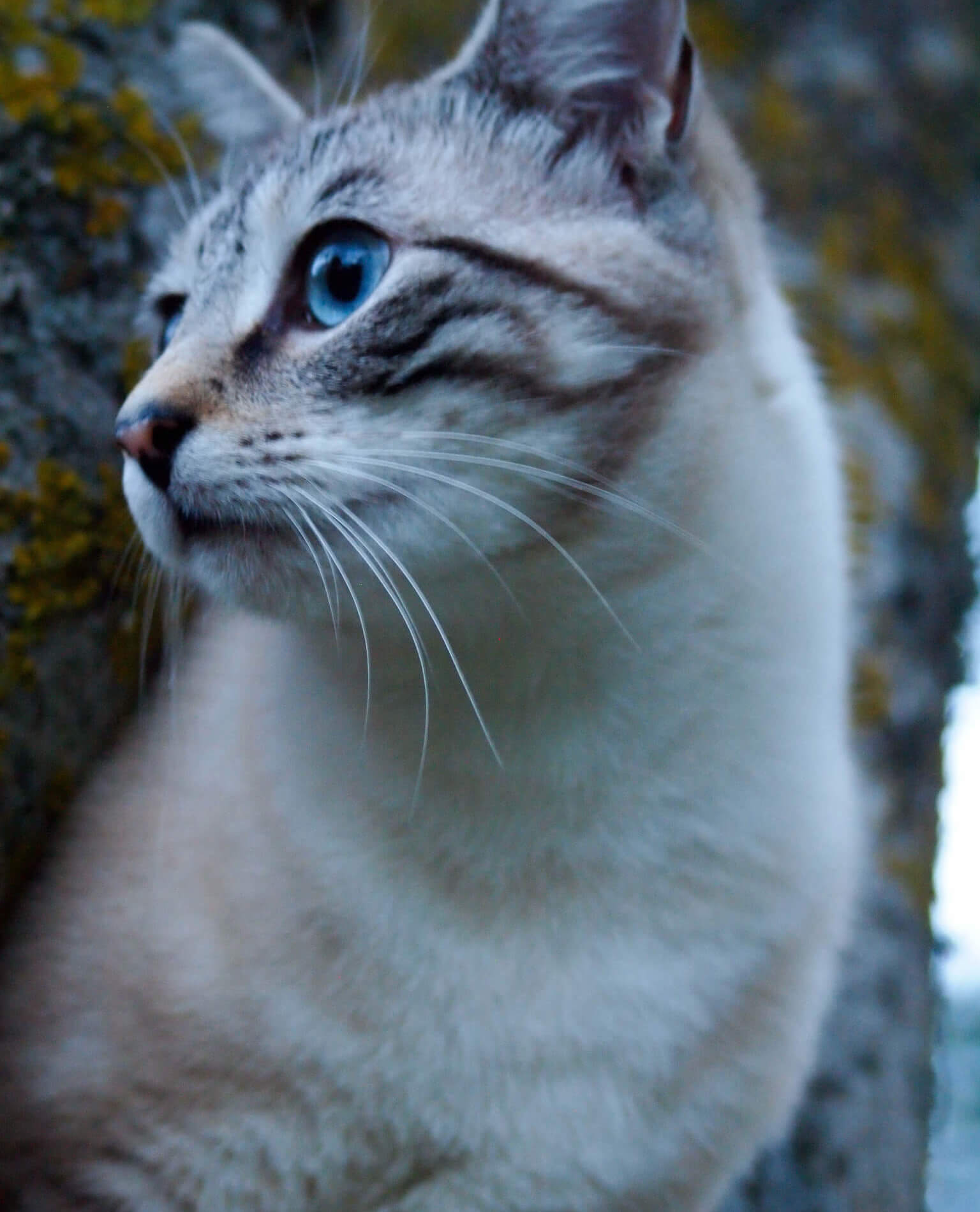 Poezen